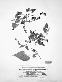 Trichobasis polygonorum image